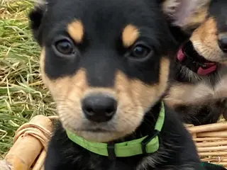 Australian Kelpie honden Working kelpie nog 1 reutje beschikbaar - Advertentie 3
