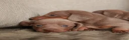 Teckel (korthaar)  honden te koop: Dwergteckel pups korthaar zoeken een fijn thuis - Advertentie 5