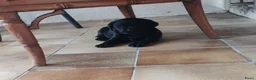 Labrador Retriever honden te koop: 2 mooie weldoorvoede zwarte labrador pups te koop in Roggel - Advertentie 10