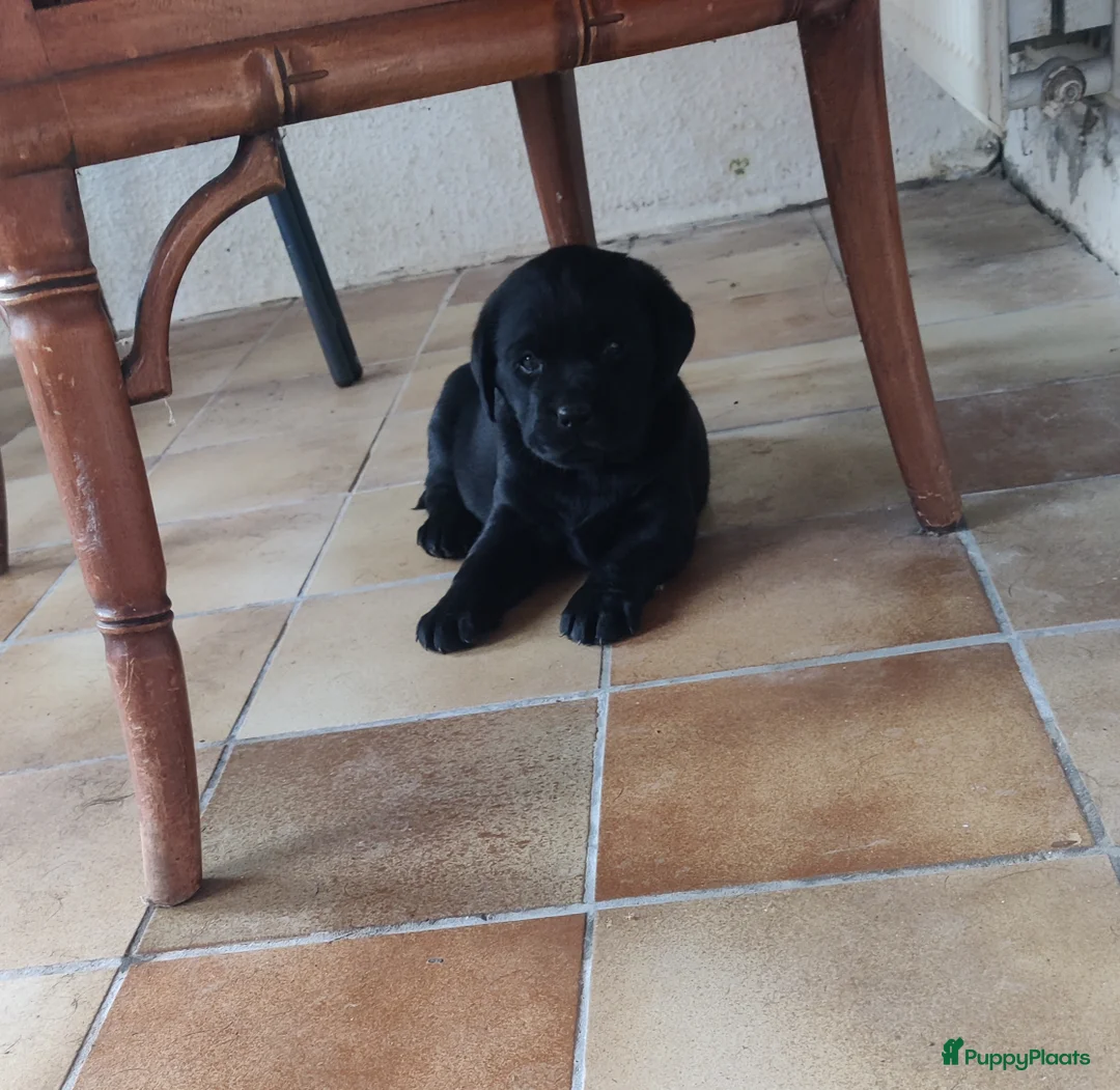 Labrador Retriever honden te koop: 2 mooie weldoorvoede zwarte labrador pups te koop in Roggel - Advertentie 10