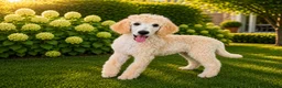 Labradoodle honden te koop: Poedel outcross pups | DNA-geteste ouderdieren - Advertentie 16