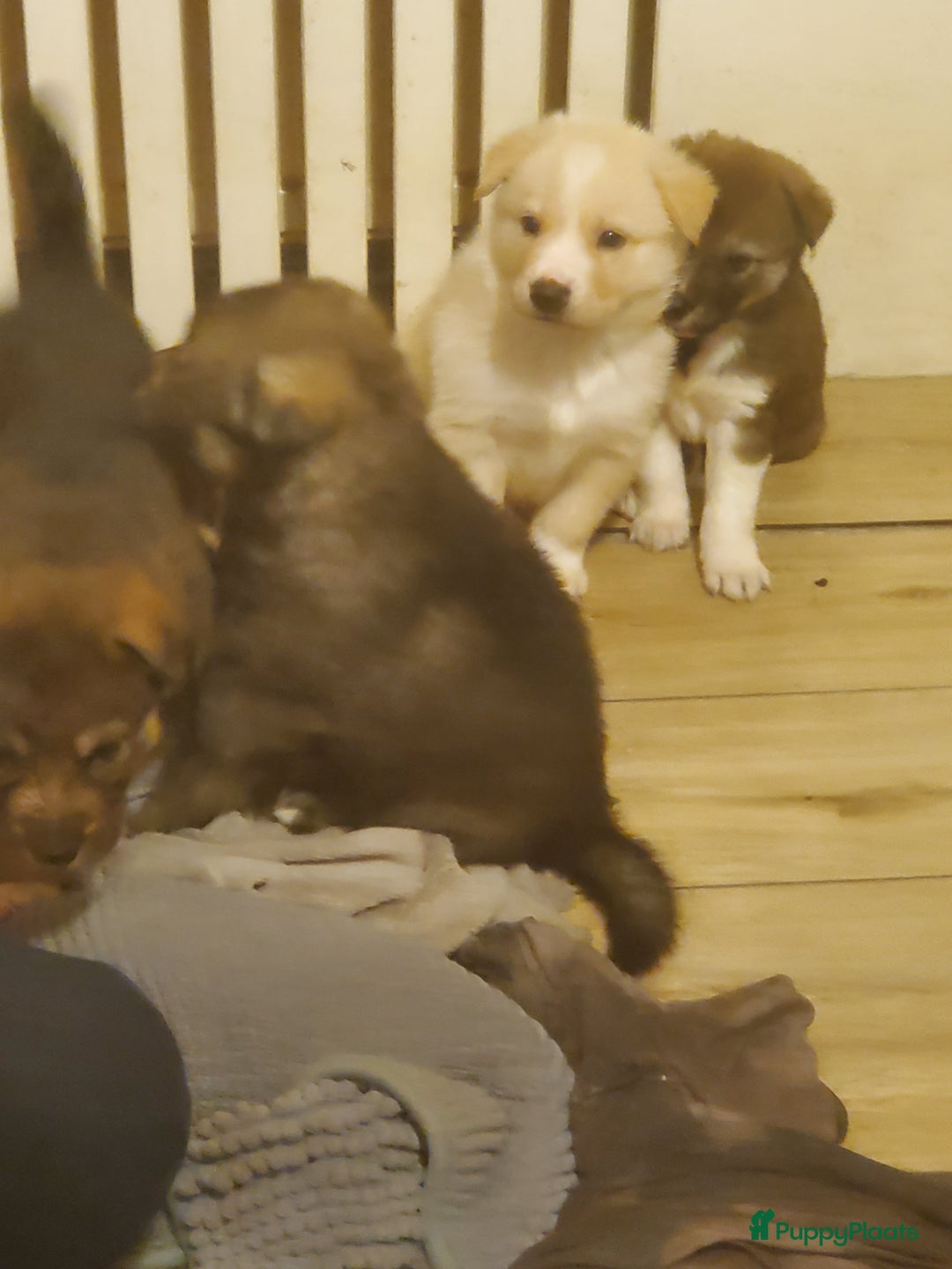 Kruising honden te koop: Kruising pups herder/husky - Advertentie 7