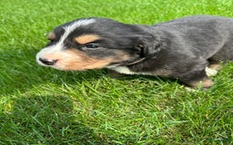 Kruising honden te koop: Berner Sennen x Zwitserse Sennen pups - Afbeelding 6