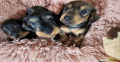 Ruwhaar Teckel honden - Advertentie 3