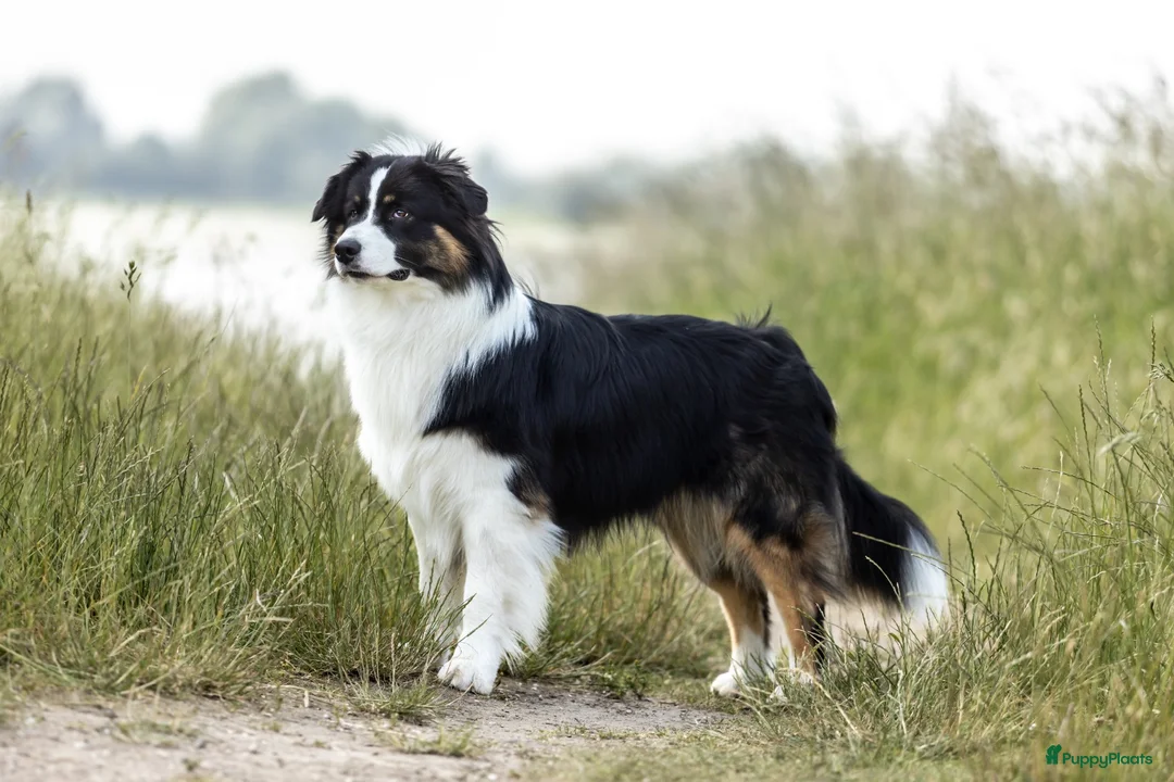 Australian Shepherd honden te koop: Stamboom pups geboren!  - Advertentie 19