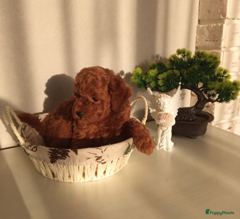 Poedel Toy honden Toy Poedel pups - Advertentie 4