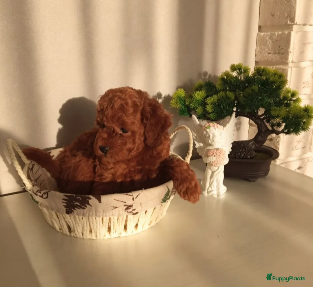 Poedel Toy honden te koop: Toy Poedel pups - Advertentie 1