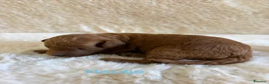 Labradoodle 2