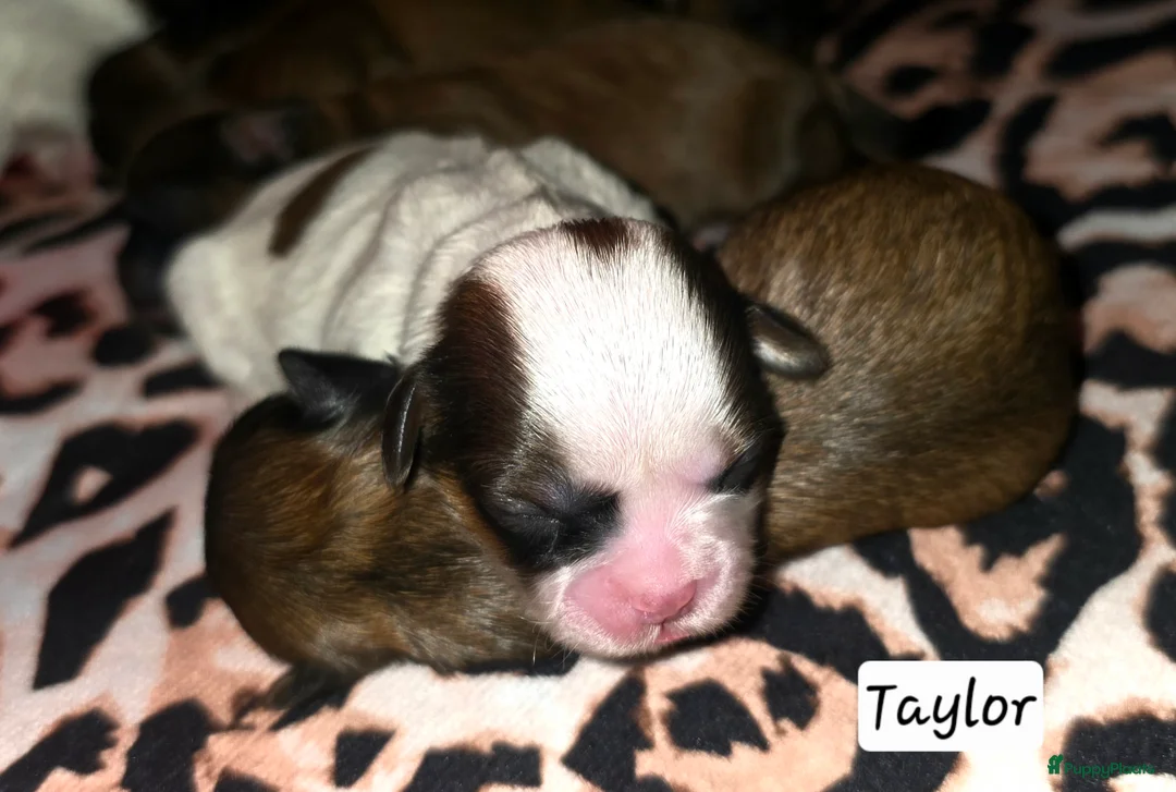 Kruising honden te koop: Boomer pups 14-1 geboren (Shih-Tzu x Boomer) - Advertentie 19