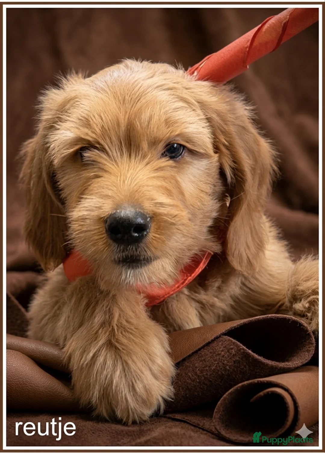 Labradoodle honden te koop: Labradoodle medium pups - Advertentie 1