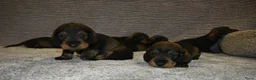 Ruwhaar Teckel honden te koop: Ruwhaar Dwerg/Kaninchen teckel pups met stamboom. - Advertentie 11