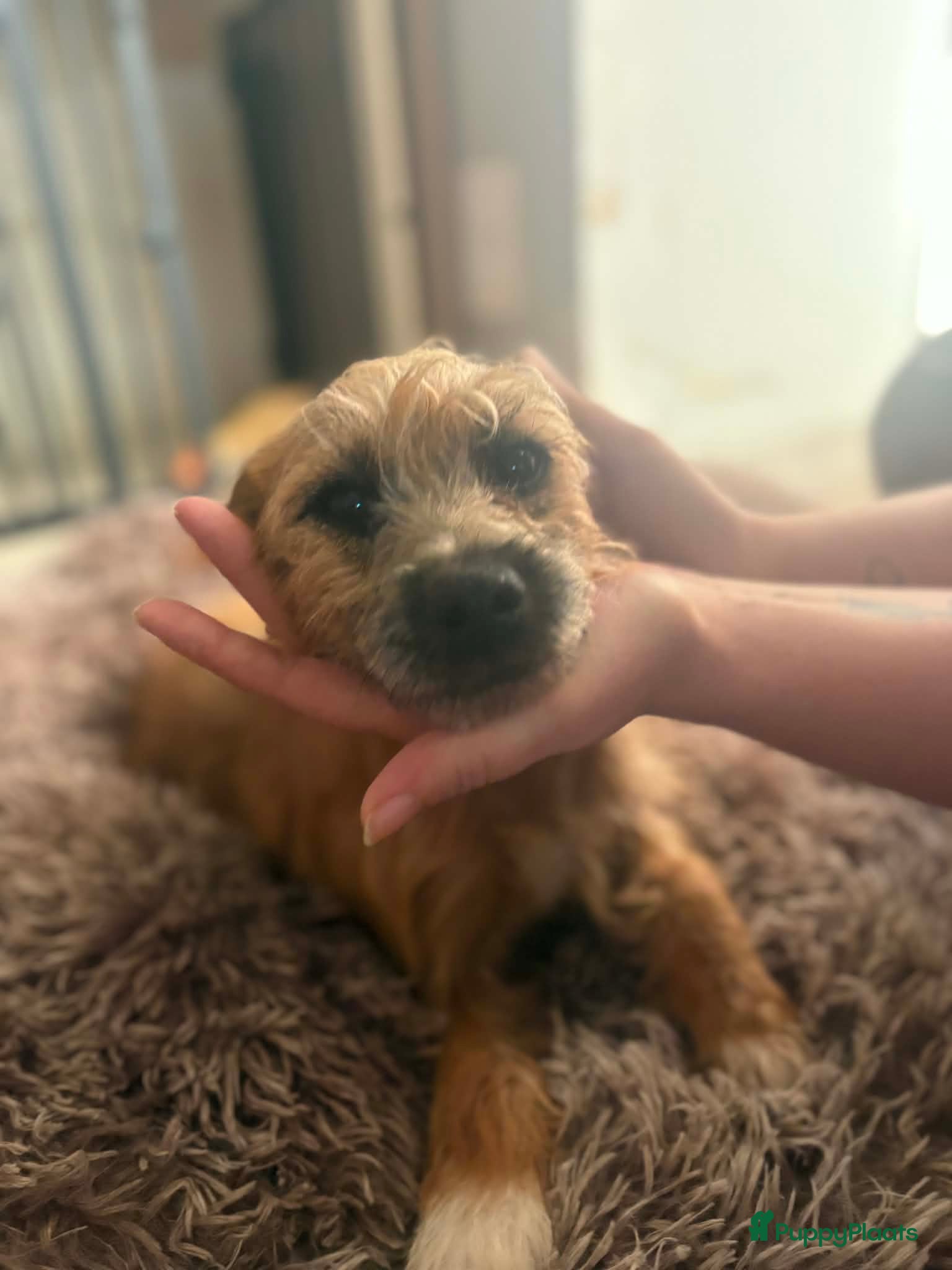 Kruising honden Laatste 2 knappe reutjes  - Advertentie 8