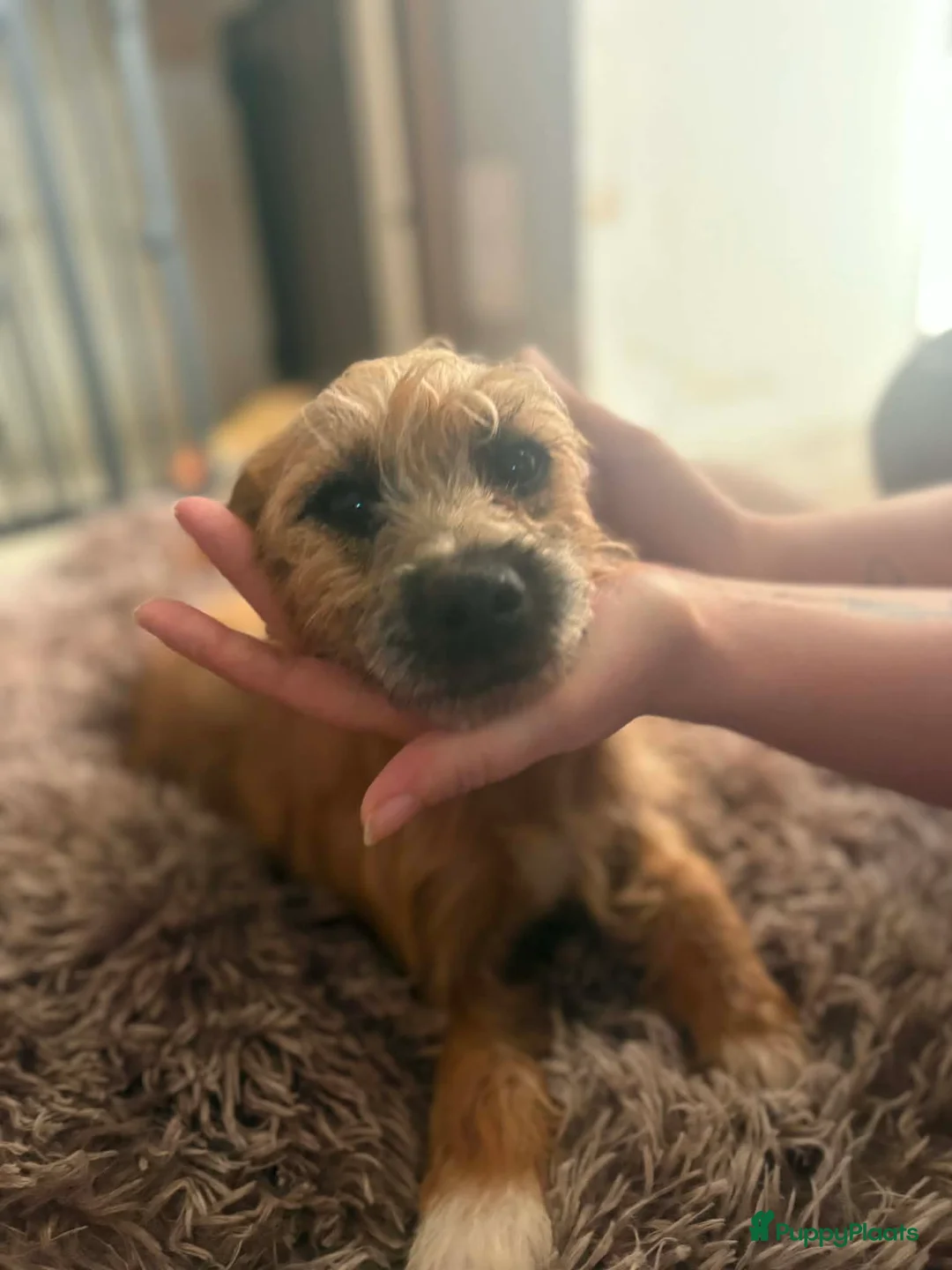 Kruising honden te koop: Laatste 2 knappe reutjes  - Advertentie 1