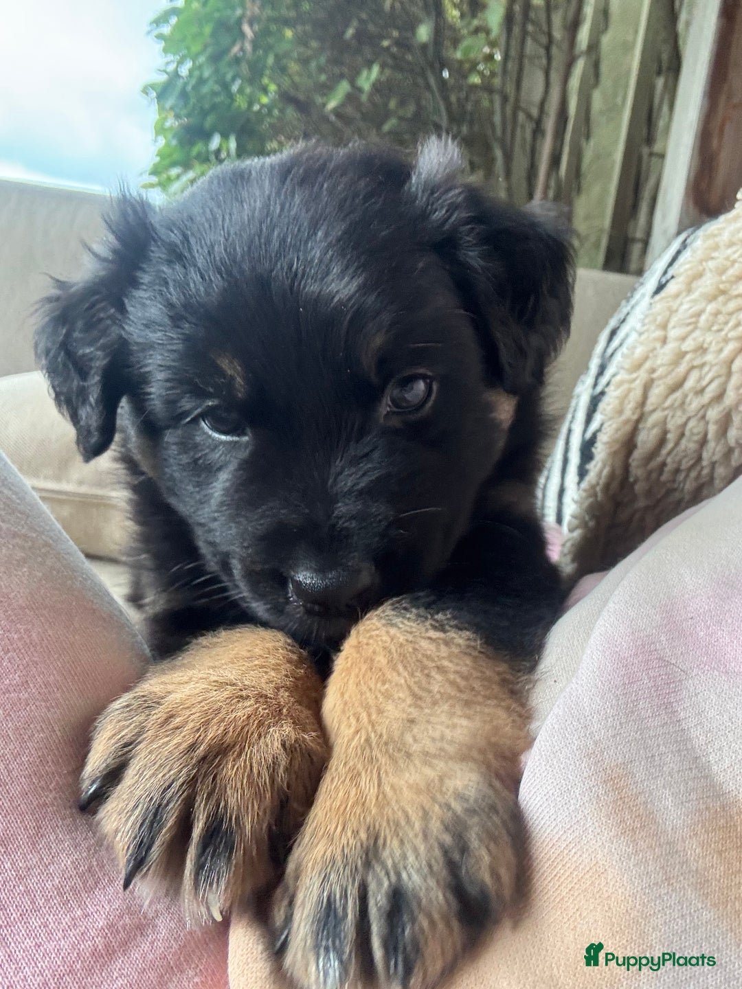 Australian Shepherd honden te koop: Prachtig en gezond nestje Australian Shepherds  - Advertentie 19