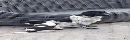 Kruising honden te koop: Wegens annulering, nog 1 lief teefje beschikbaar  in Nieuwolda - Advertentie 2