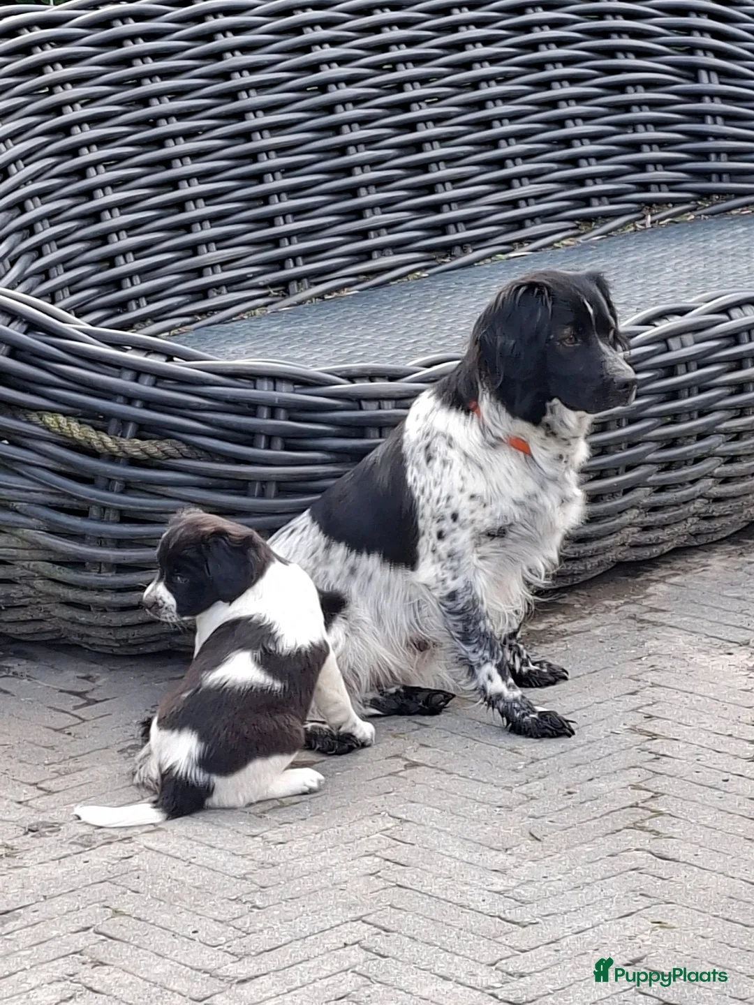 Kruising honden te koop: Wegens annulering, nog 1 lief teefje beschikbaar  in Nieuwolda - Advertentie 2