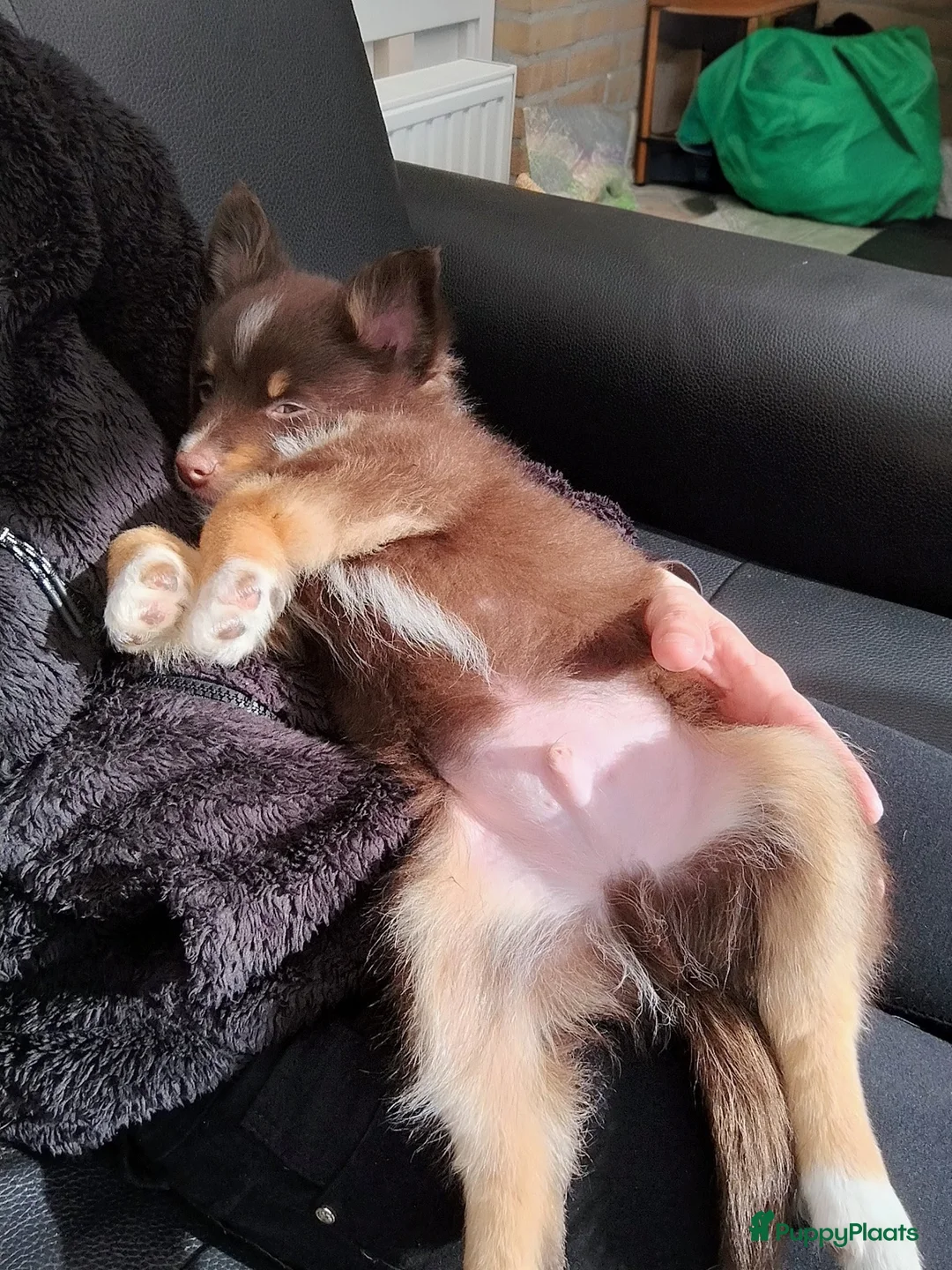 Kruising honden te koop: Chihuahua Keeshond sheltie mix reutjes - Advertentie 16