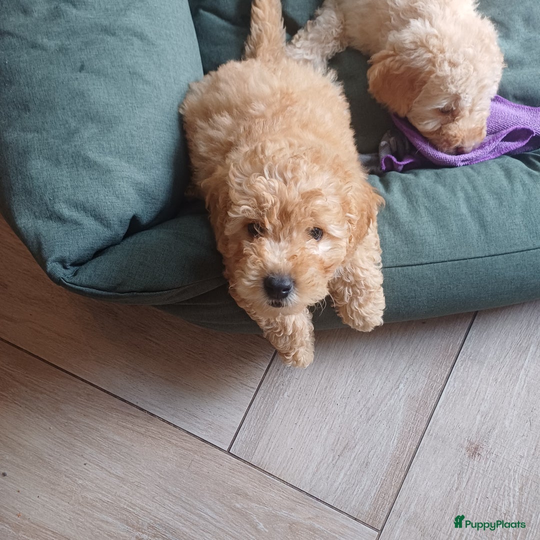 Labradoodle honden te koop: Prachtige multigen Labradoodles wavy/curly vacht - Afbeelding 27