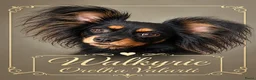 Russische Toy Terriër honden te koop: Rusky Toy pups  - Advertentie 8