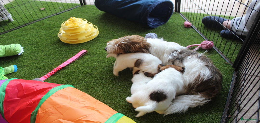 Galerij afbeelding {{count}}