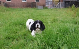 Engelse Springer Spaniel honden te koop: Lieve Engelse springer spaniel puppy's in Gameren - Afbeelding 21
