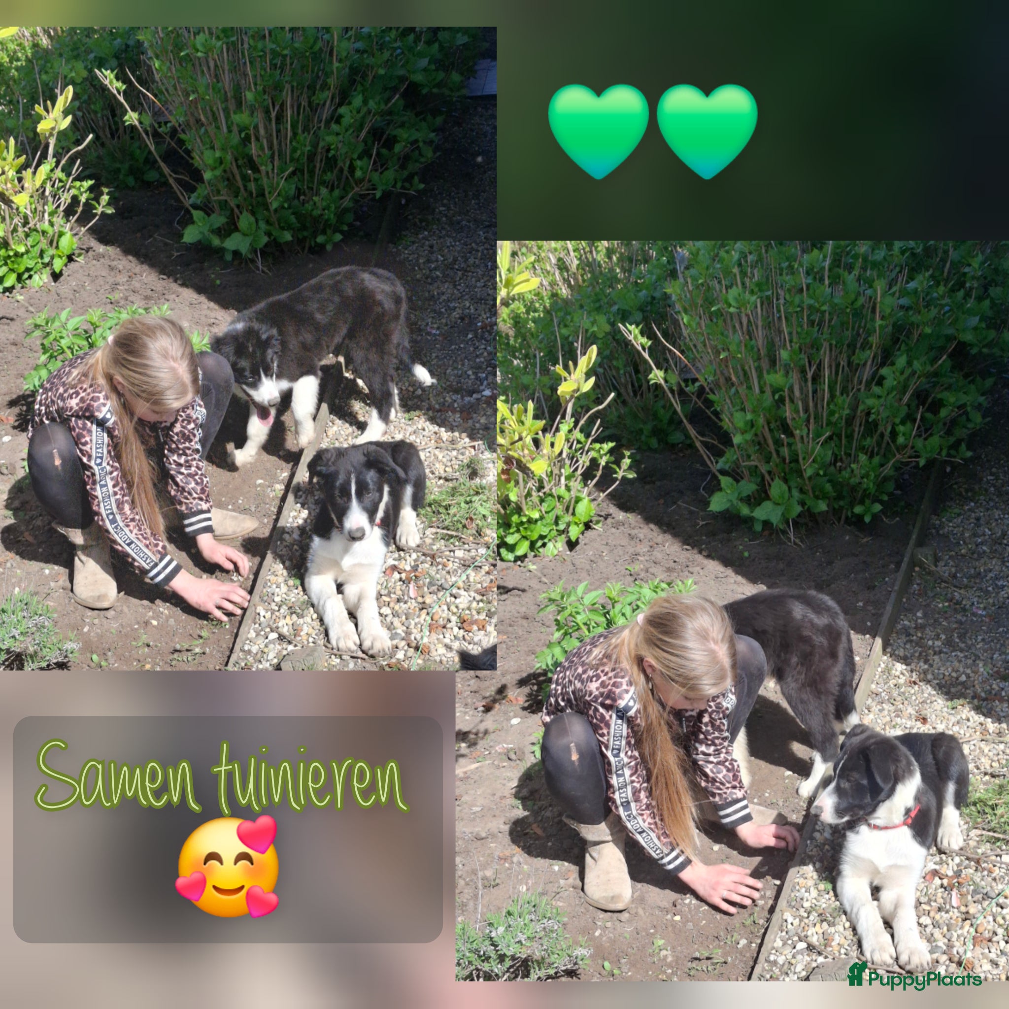 Border Collie honden Super sociale aanhankelijke pups - Advertentie 1