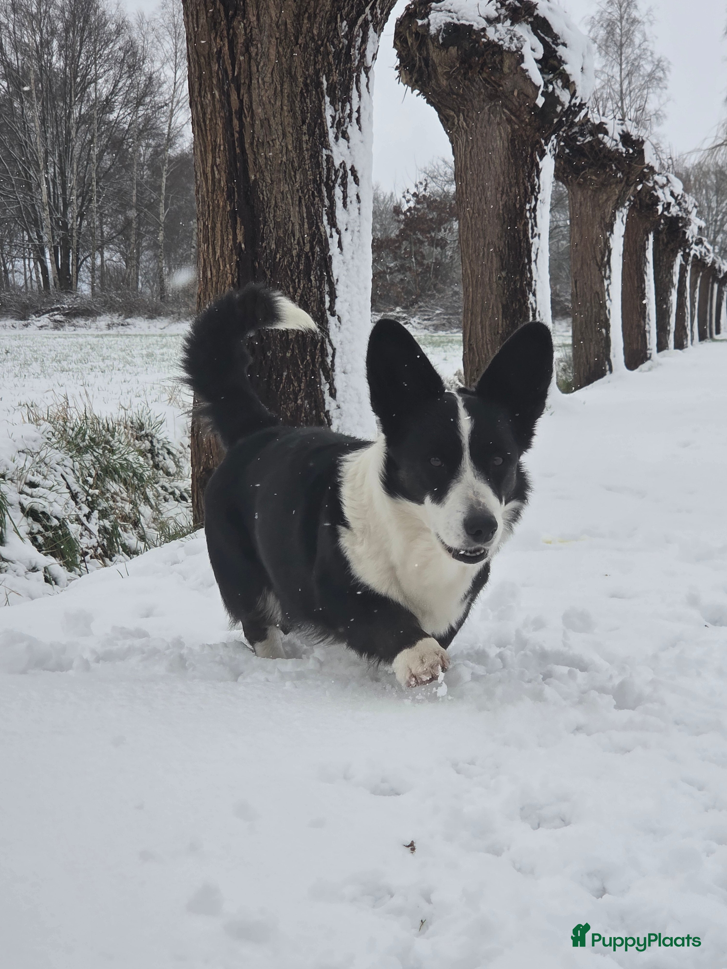 Welsh Corgi Cardigan honden Welsh Corgi Cardigan pups Blue Merle en Tricolor  - Advertentie 1