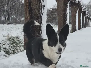 Welsh Corgi Cardigan honden Welsh Corgi Cardigan pups Blue Merle en Tricolor - Advertentie 2