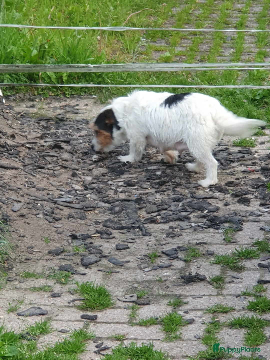 Jack Russel Terriër honden te koop: Lieve ruwharige JACK RUSSELTJES Laagbenig, dď - Afbeelding 15