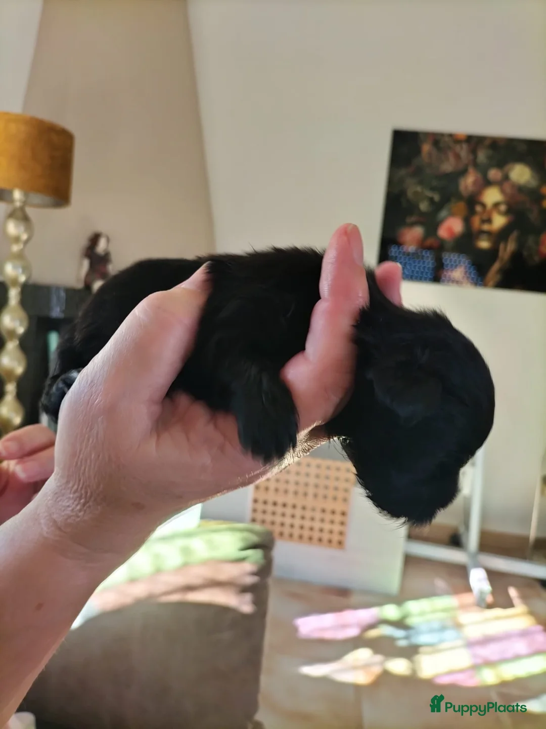 Maltipoo honden te koop: Maltipoo puppy’s te koop - Advertentie 2