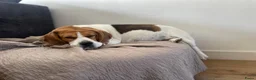 Beagle honden te koop: Nestaankondiging Beagle pups - Advertentie 3