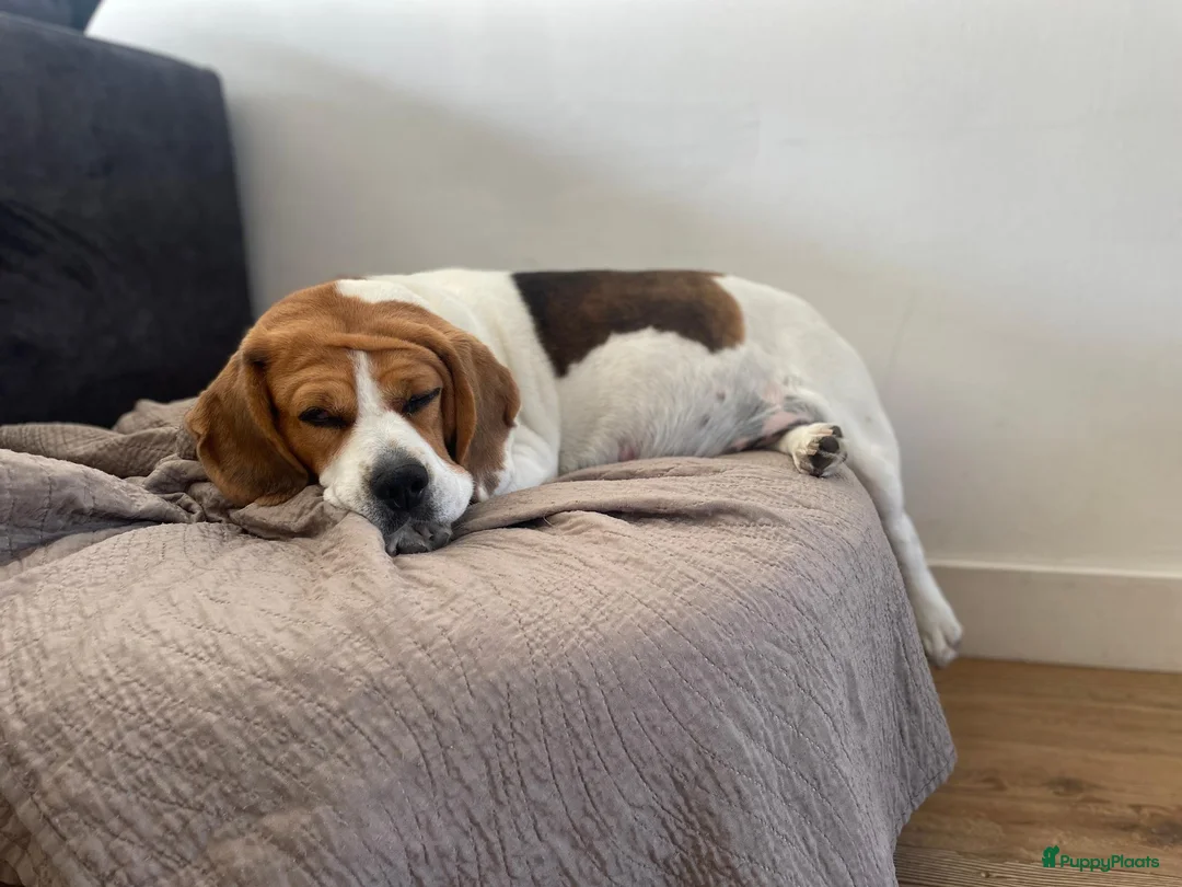 Beagle honden te koop: Nestaankondiging Beagle pups - Advertentie 3