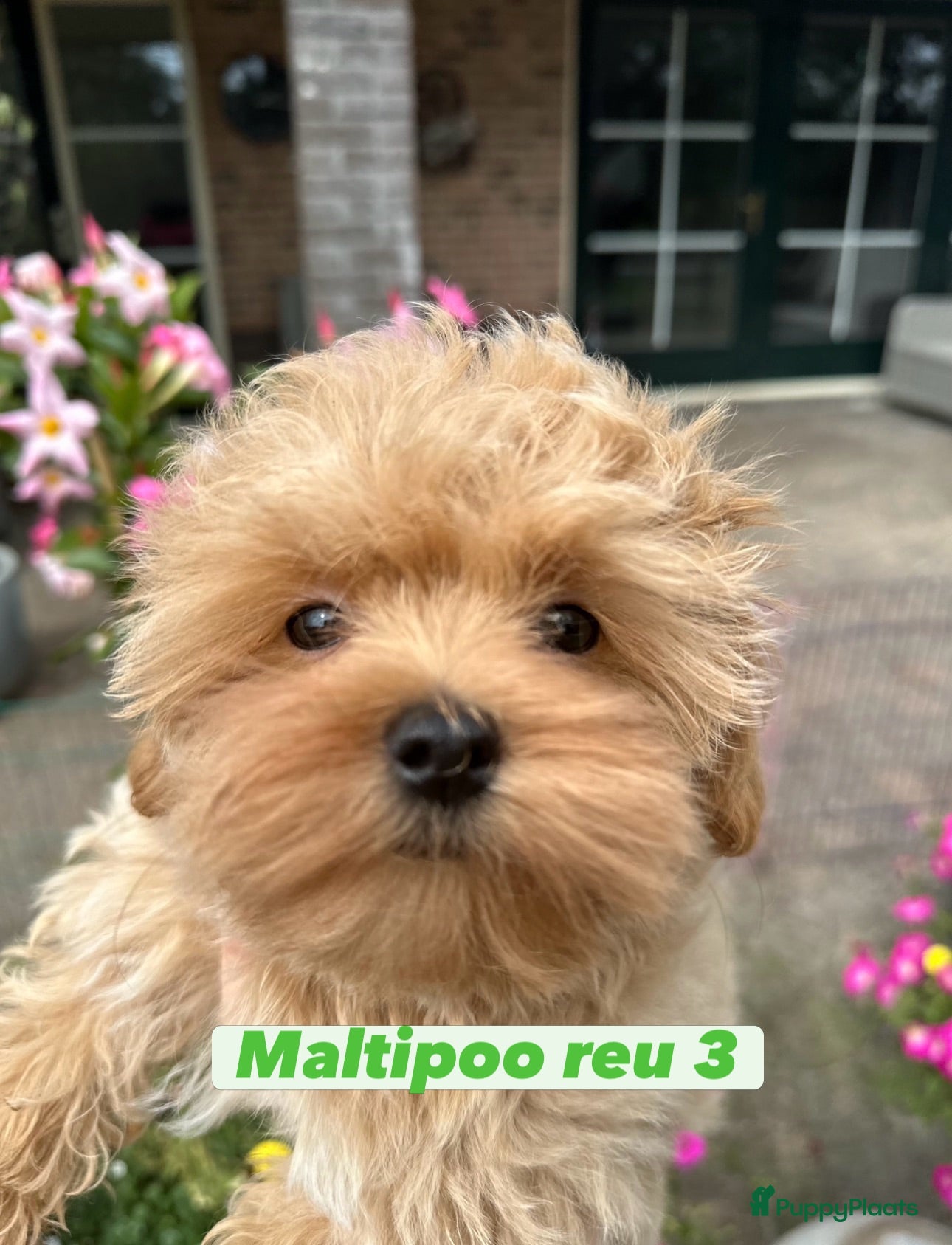 Maltipoo honden Mini AziatischeF1 Maltipooe reutjes, Top kwaliteit - Advertentie 2
