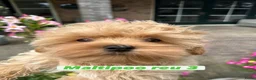 Maltipoo honden te koop: Mini AziatischeF1 Maltipooe reutjes, Top kwaliteit - Advertentie 2