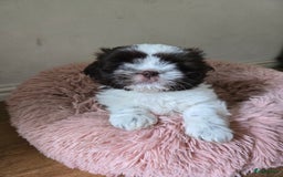 Boomer honden te koop: Boomer kruising shih-tzu  in Moerdijk - Afbeelding 2