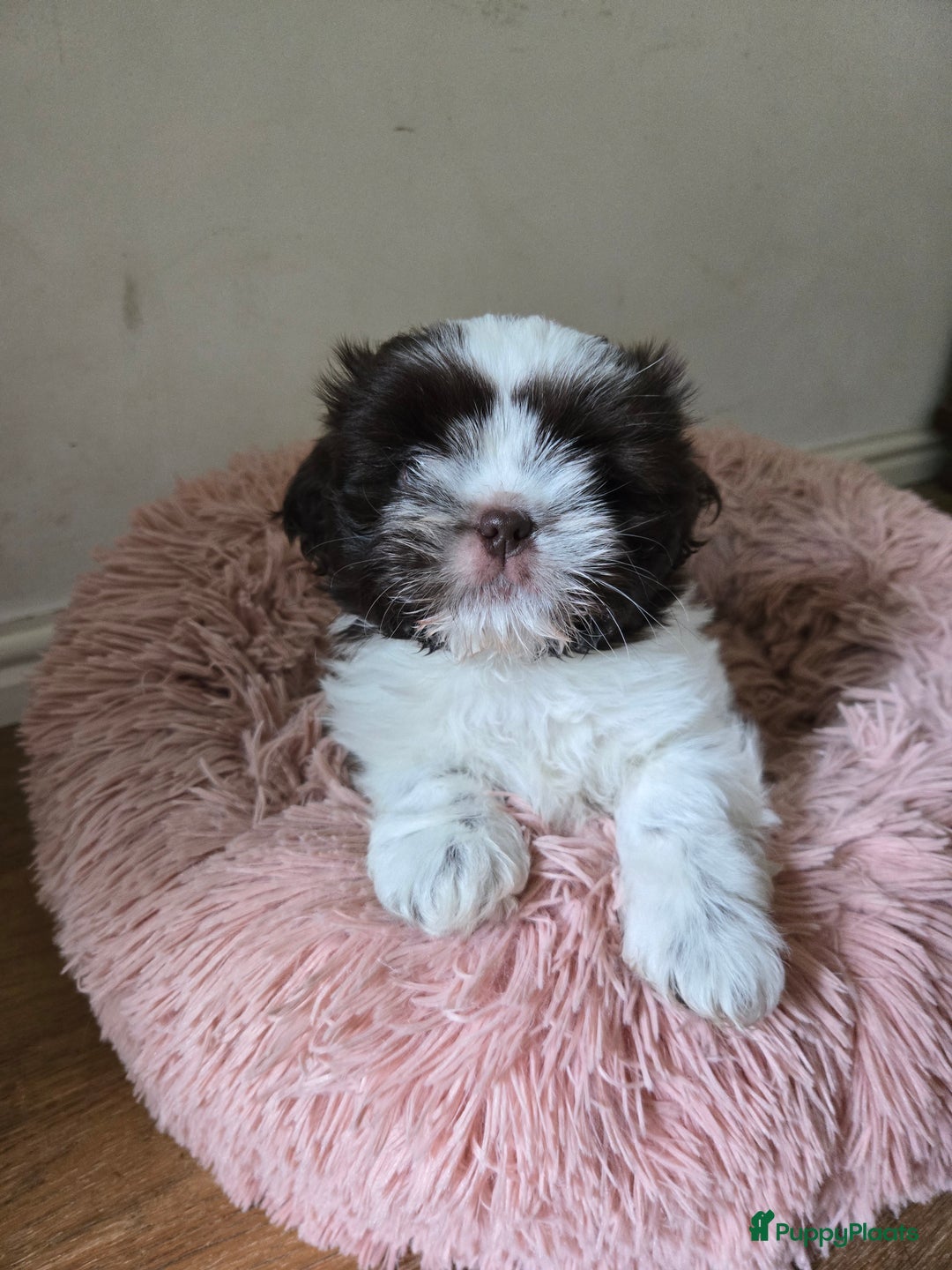 Boomer honden te koop: Boomer kruising shih-tzu  in Moerdijk - Afbeelding 2