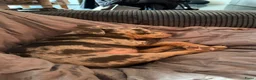Amerikaanse Bully honden ter dekking: American Bully pocket dekreu  - Advertentie 29