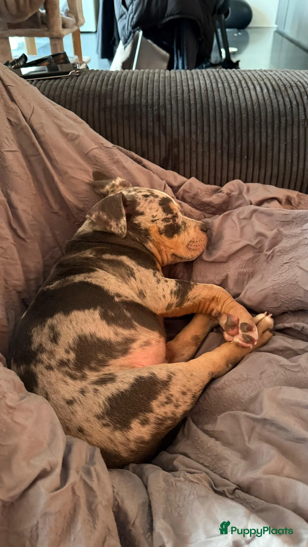 Amerikaanse Bully honden ter dekking: American Bully pocket dekreu  - Advertentie 29