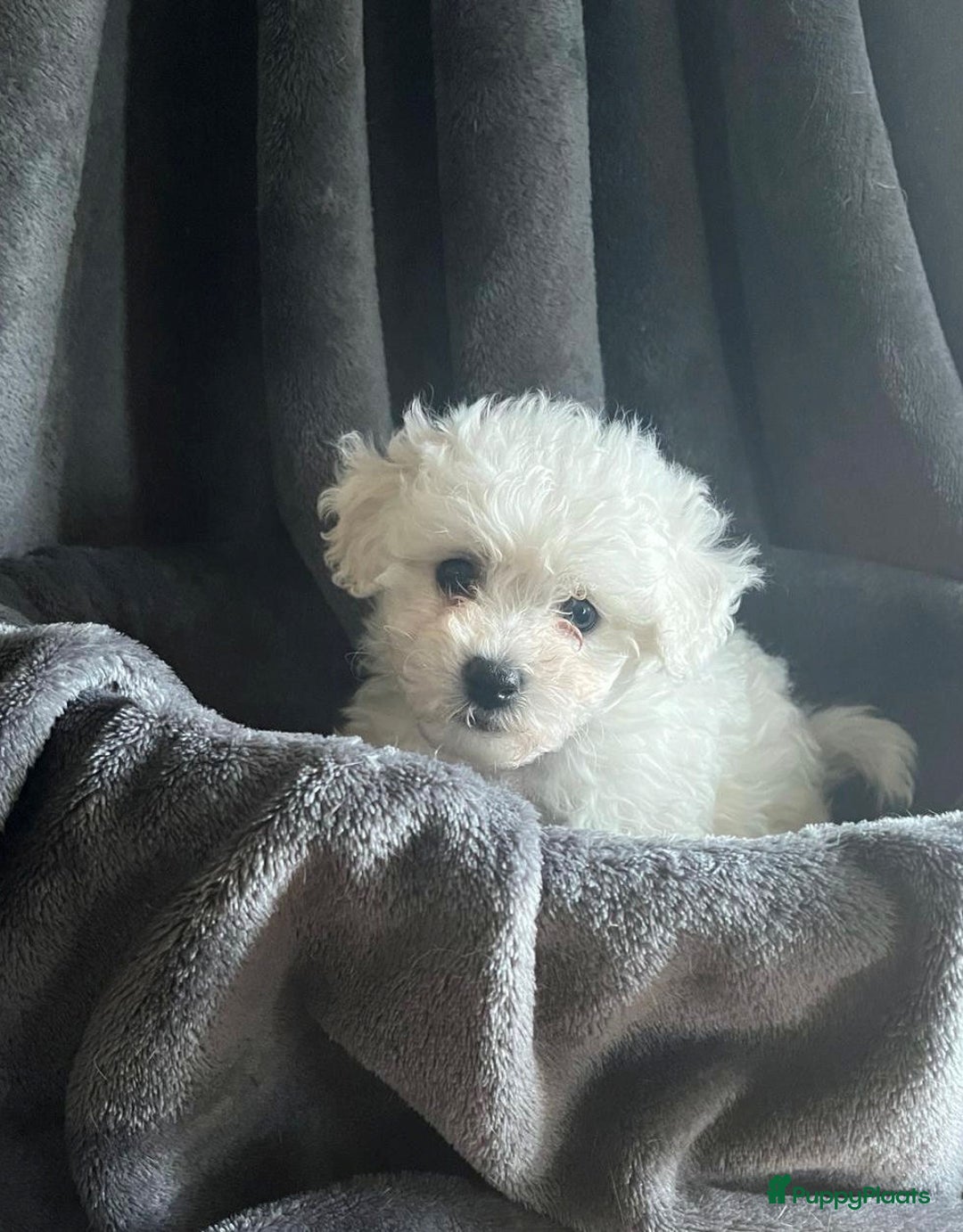 Bichon Frisé honden te koop: bichon frise pups - Advertentie 10