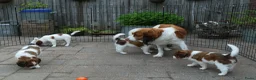 Kooikerhondje honden te koop: Raszuivere Kooikerpups - Advertentie 5