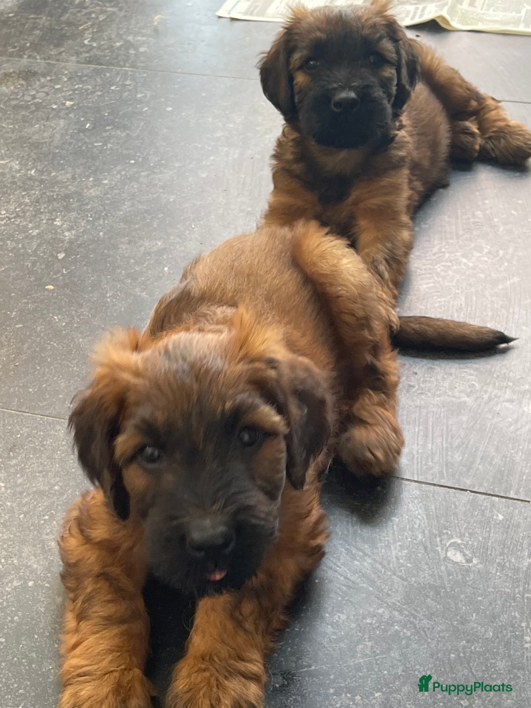 Briard honden te koop: Briardpups - Advertentie 4