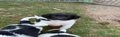 Friese Stabij 5