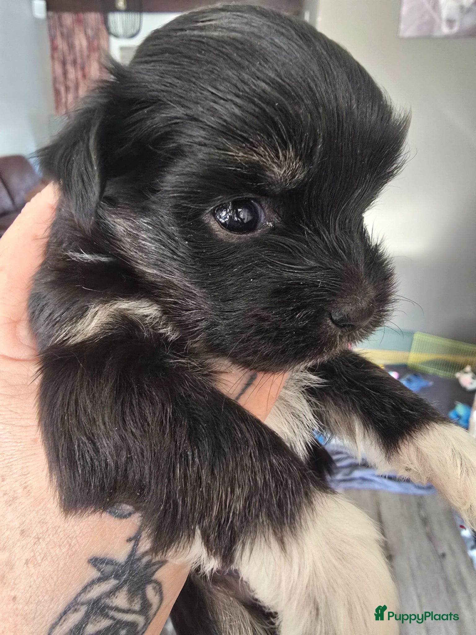 Kruising honden Nog twee pups beschikbaar - Advertentie 6