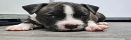 American Staffordshire Terriër honden te koop: Prachtige nestje amstaff pups - Advertentie 6