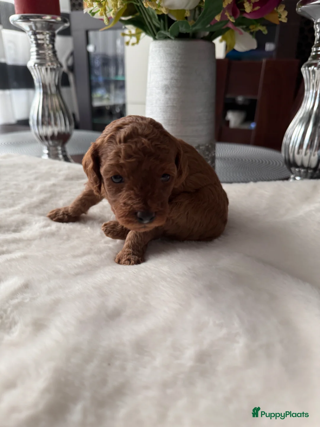 Poedel Toy honden te koop: Poedel toy 2 teef red Braun en red  - Advertentie 9