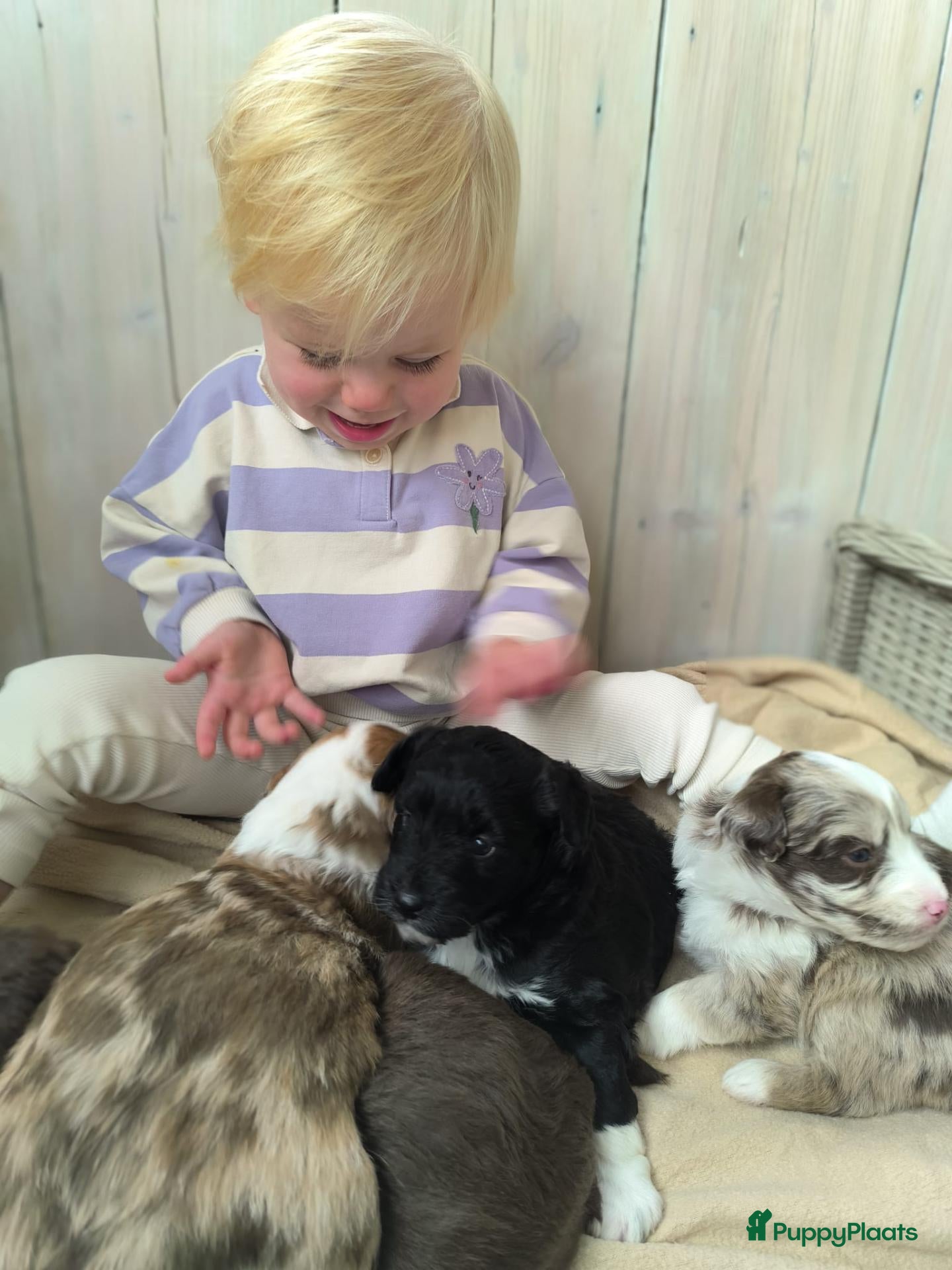 Aussiedoodle honden te koop: Mooie Aussidoodle pups 🥰 - Advertentie 11