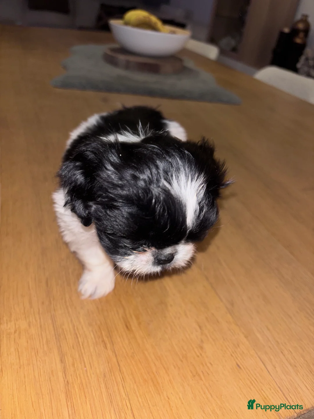 Shih Tzu honden te koop: Shih tzu teefje speels lief aanhankelijk - Advertentie 5
