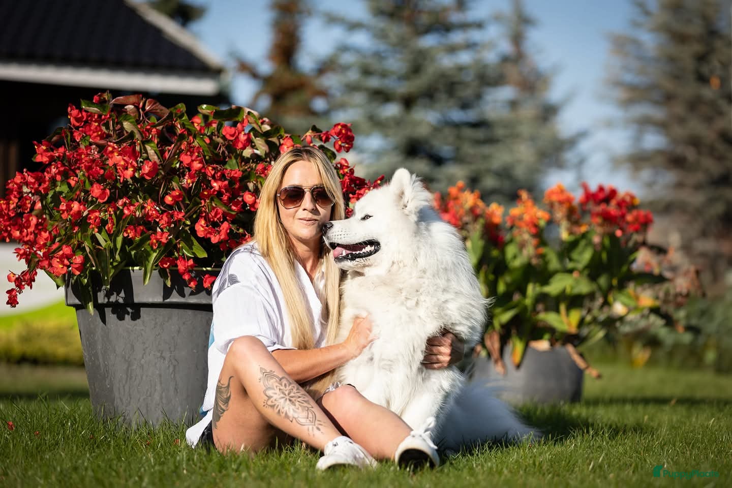 Samojeed honden Samojeed pups - Advertentie 1