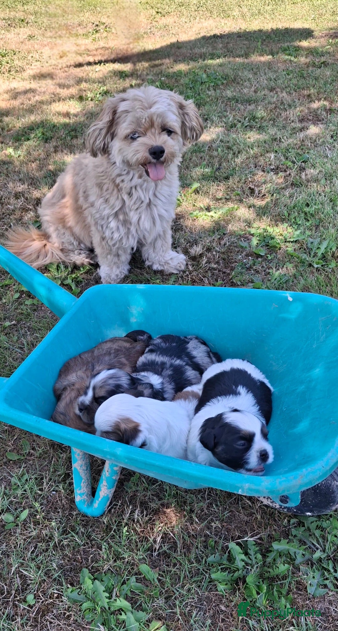 Kruising honden Boomer puppies - Advertentie 5