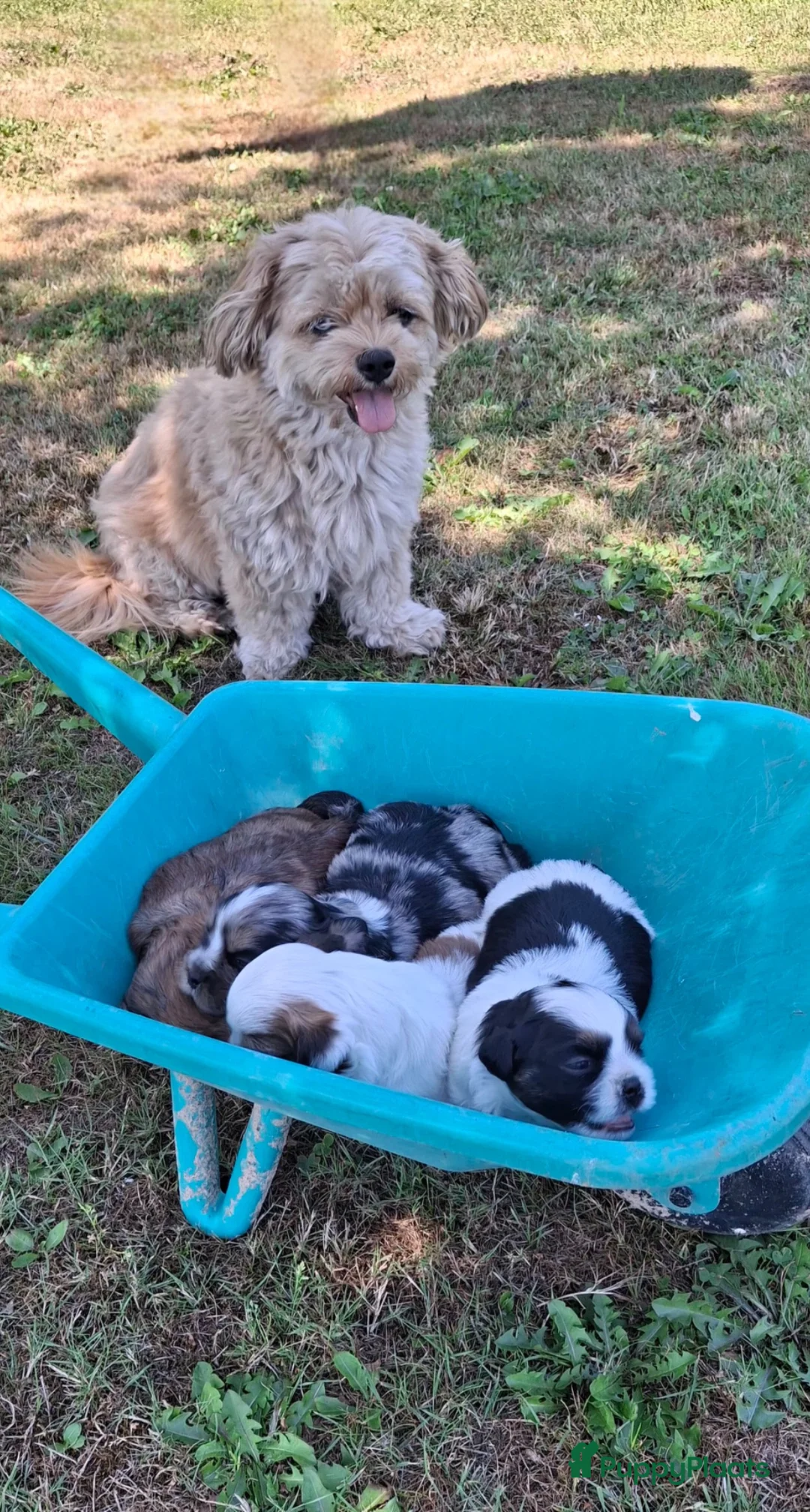 Kruising honden te koop: Boomer puppies in Son - Advertentie 1